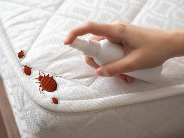 Best Termite Control Services  in Bonnie Brae, IL