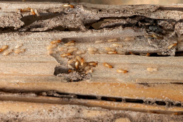 Best Pest Control Near Me  in Bonnie Brae, IL